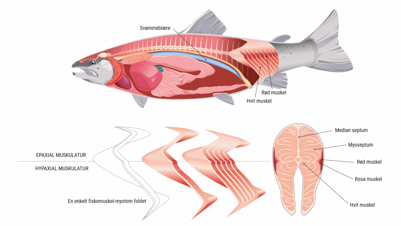 Eksempel 1: Anatomi, muskler og indre organer.