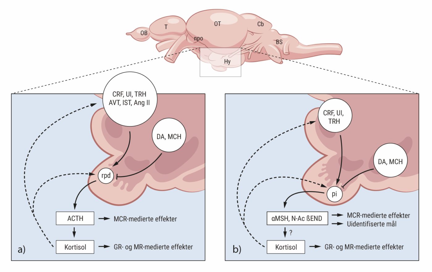 Eksempel 2: Fiskens hjerne.