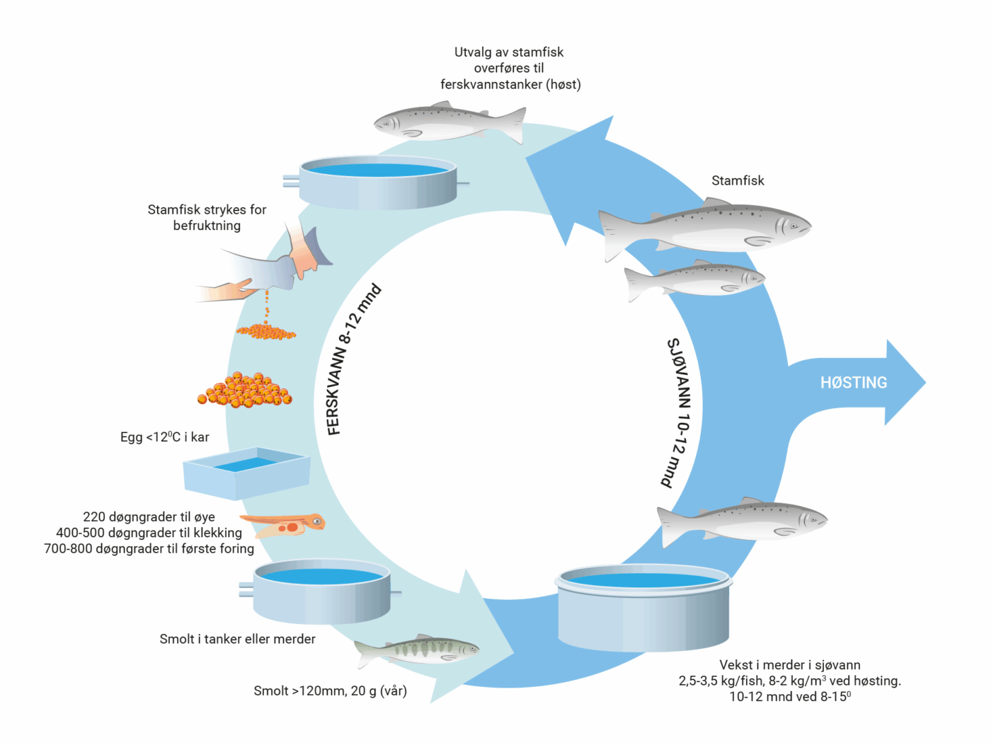 Eksempel 3: Fra stamfisk til voksen fisk. Oppdrettsfiskens livssyklus.